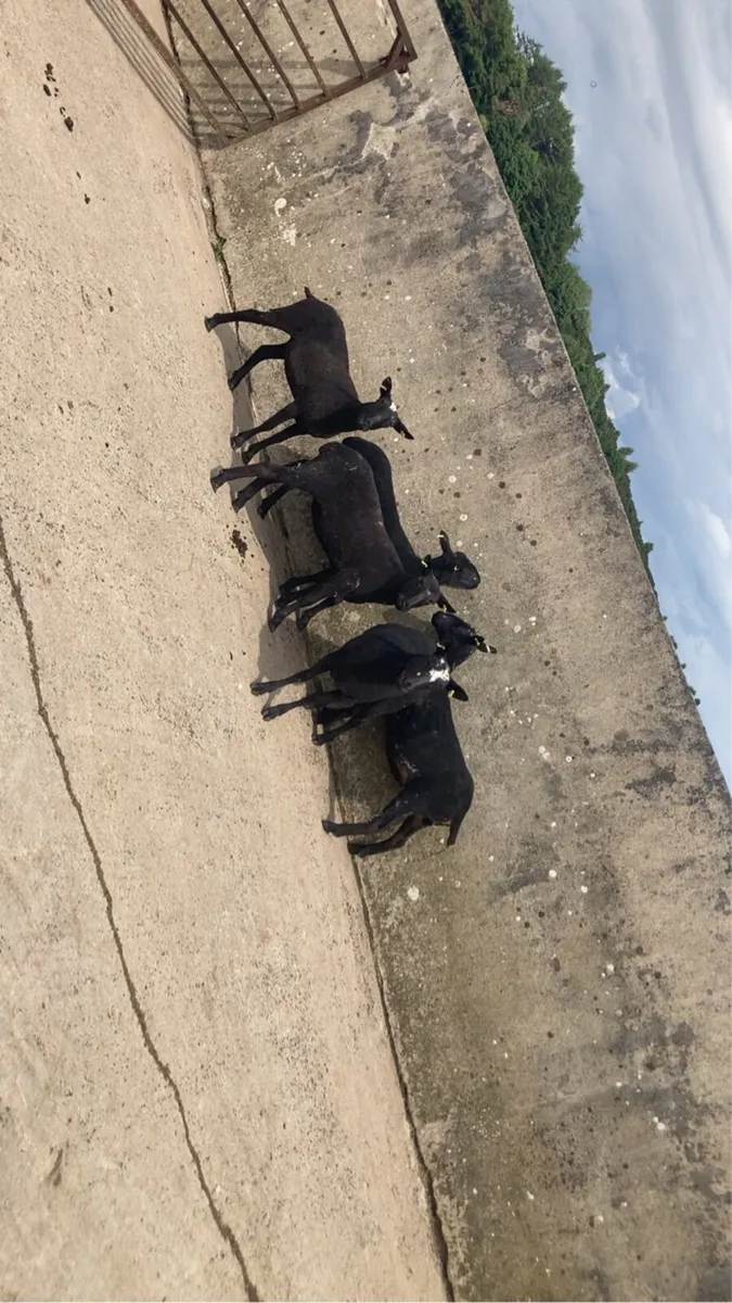 Sheep - Image 1