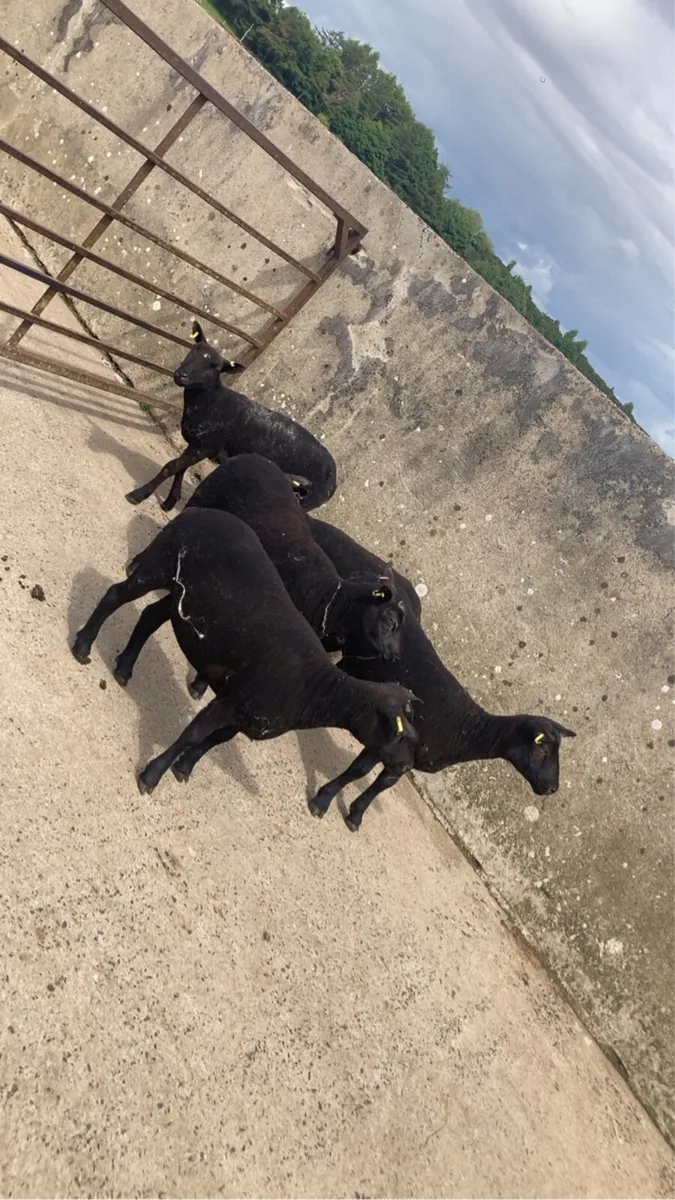 Sheep - Image 2