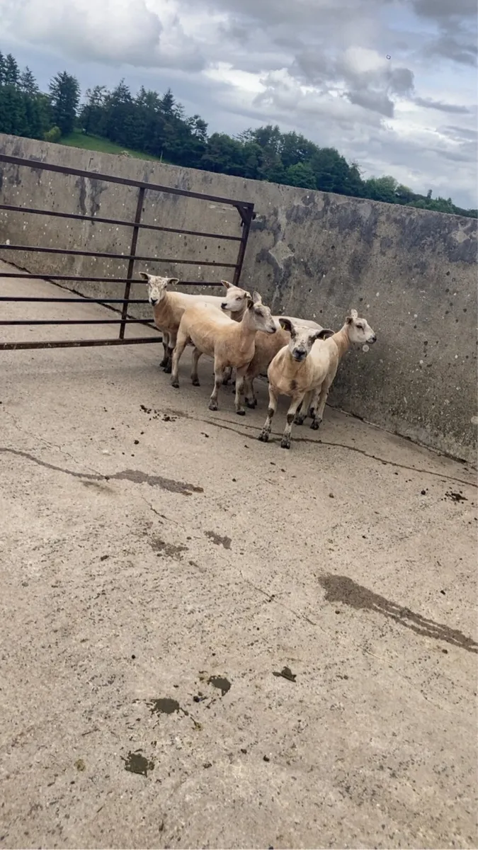 Sheep - Image 4