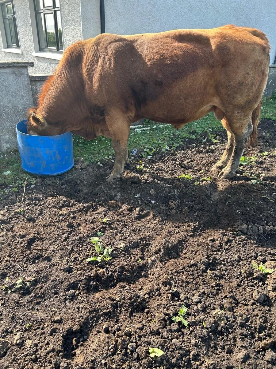 Purebred Limousin Bull - Image 1