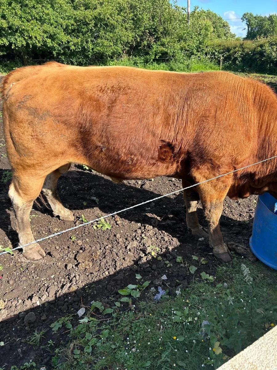 Purebred Limousin Bull - Image 2
