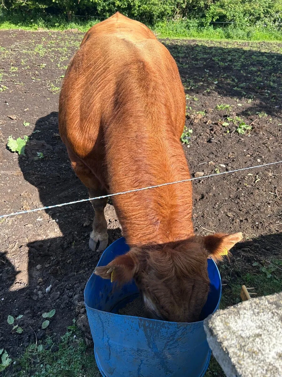 Purebred Limousin Bull - Image 3