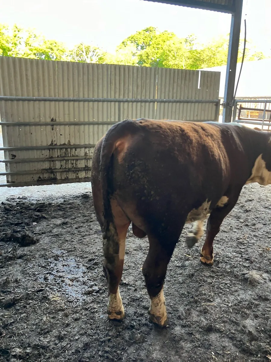 Hereford bull - Image 1