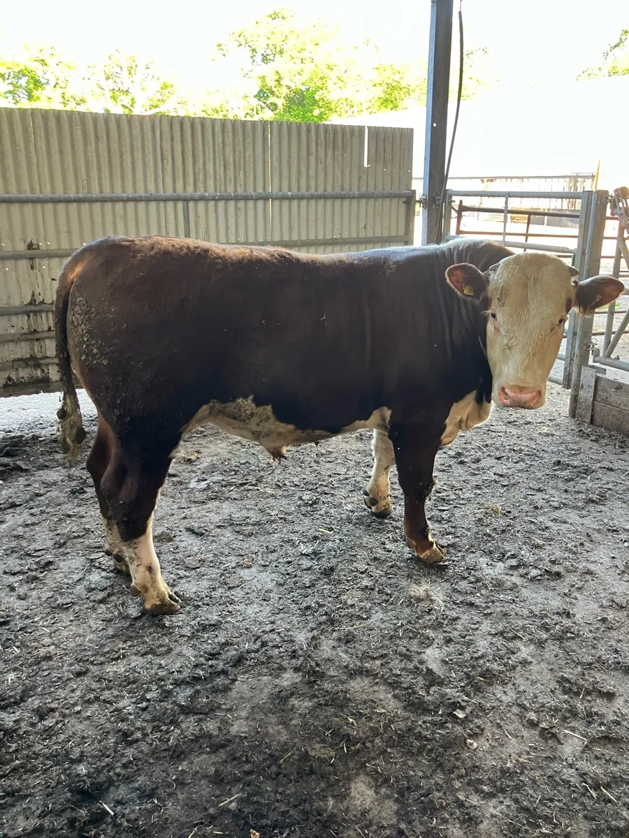 Hereford bull - Image 3
