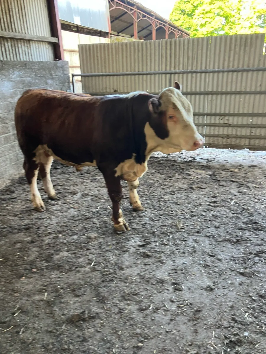 Hereford bull - Image 4