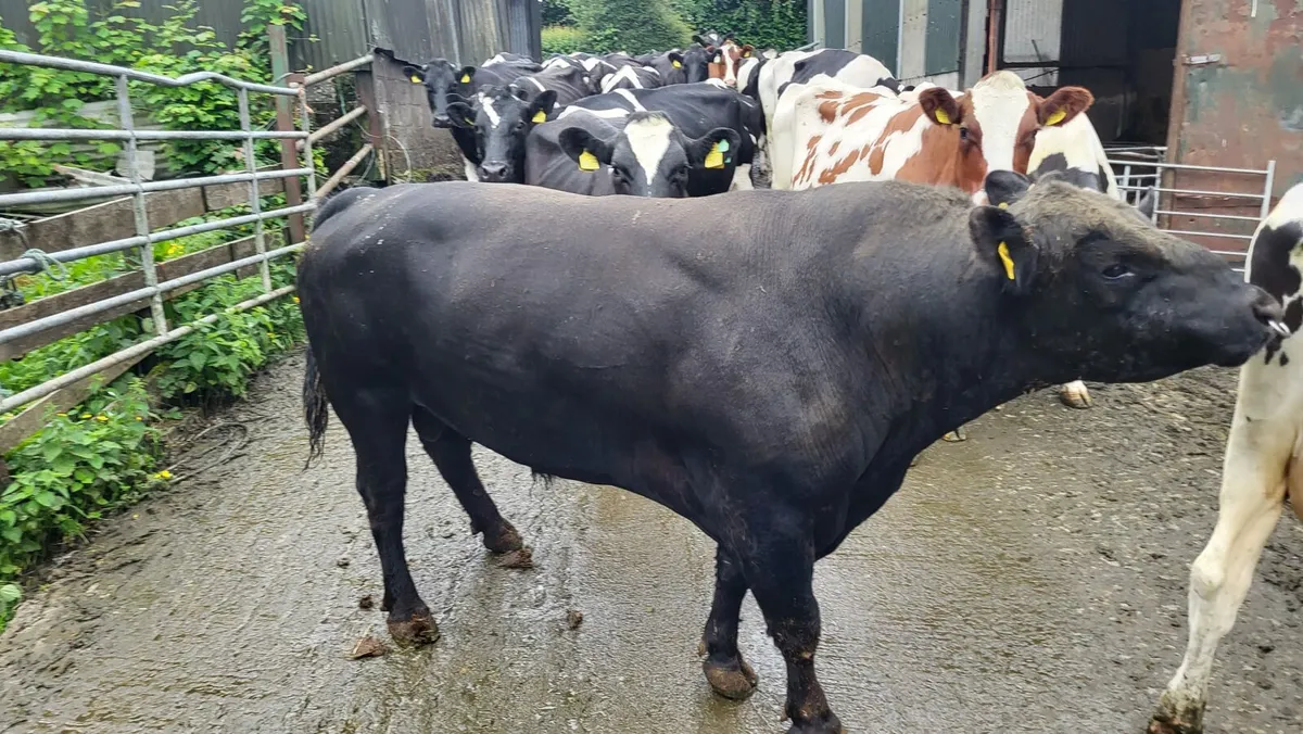 Aberdeen Angus bull - Image 1