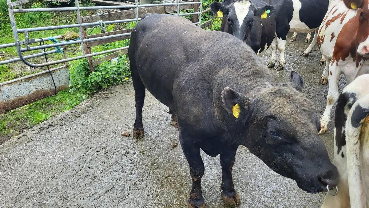 Aberdeen Angus bull - Image 3