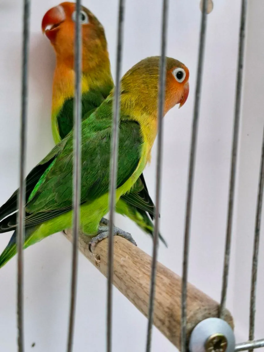 Young birds.breeding pare ,2 males fiachers - Image 2