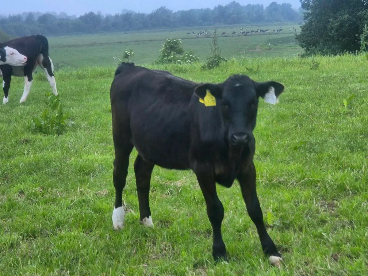 Calfs - Image 1