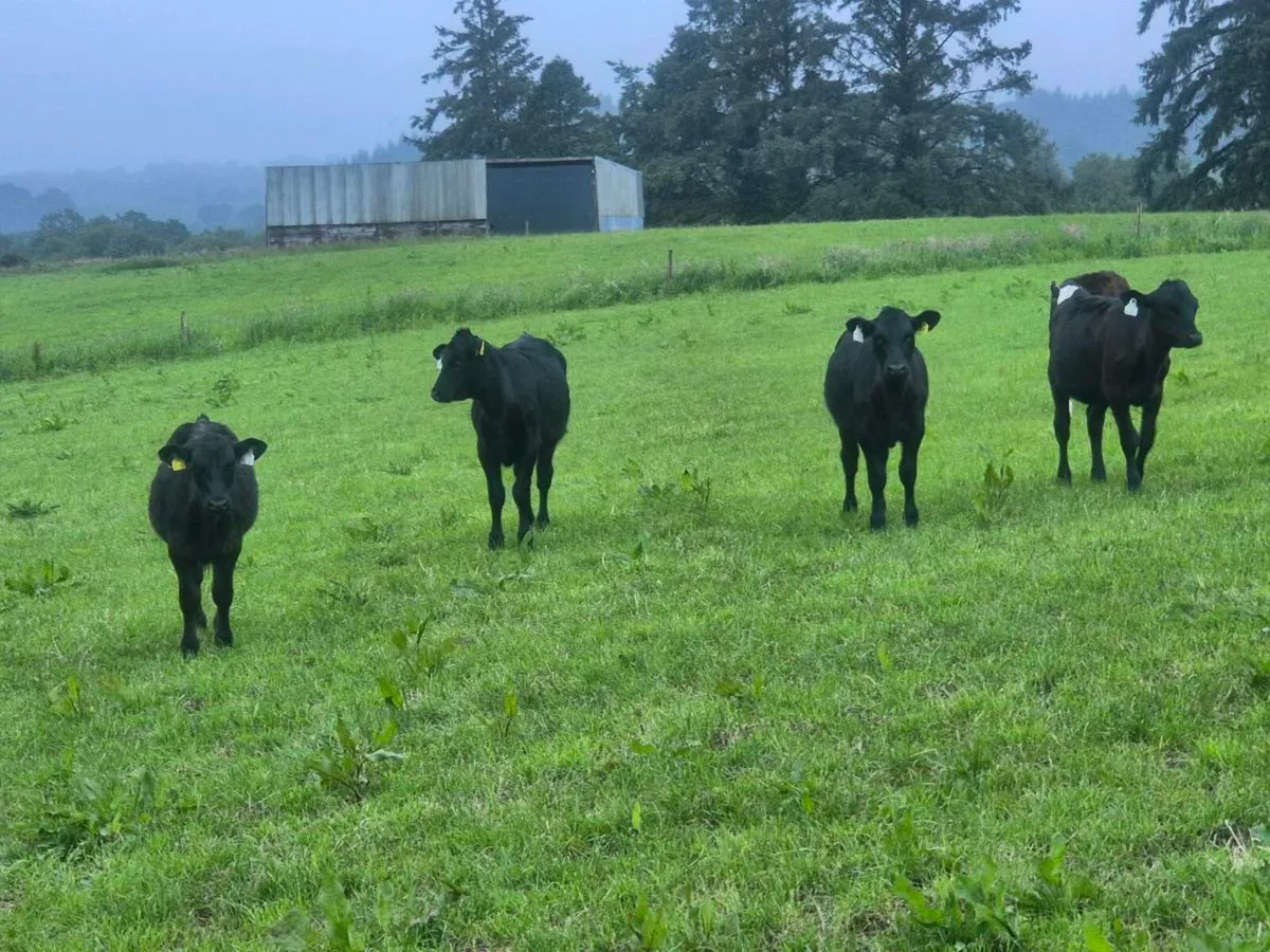 Calfs - Image 2