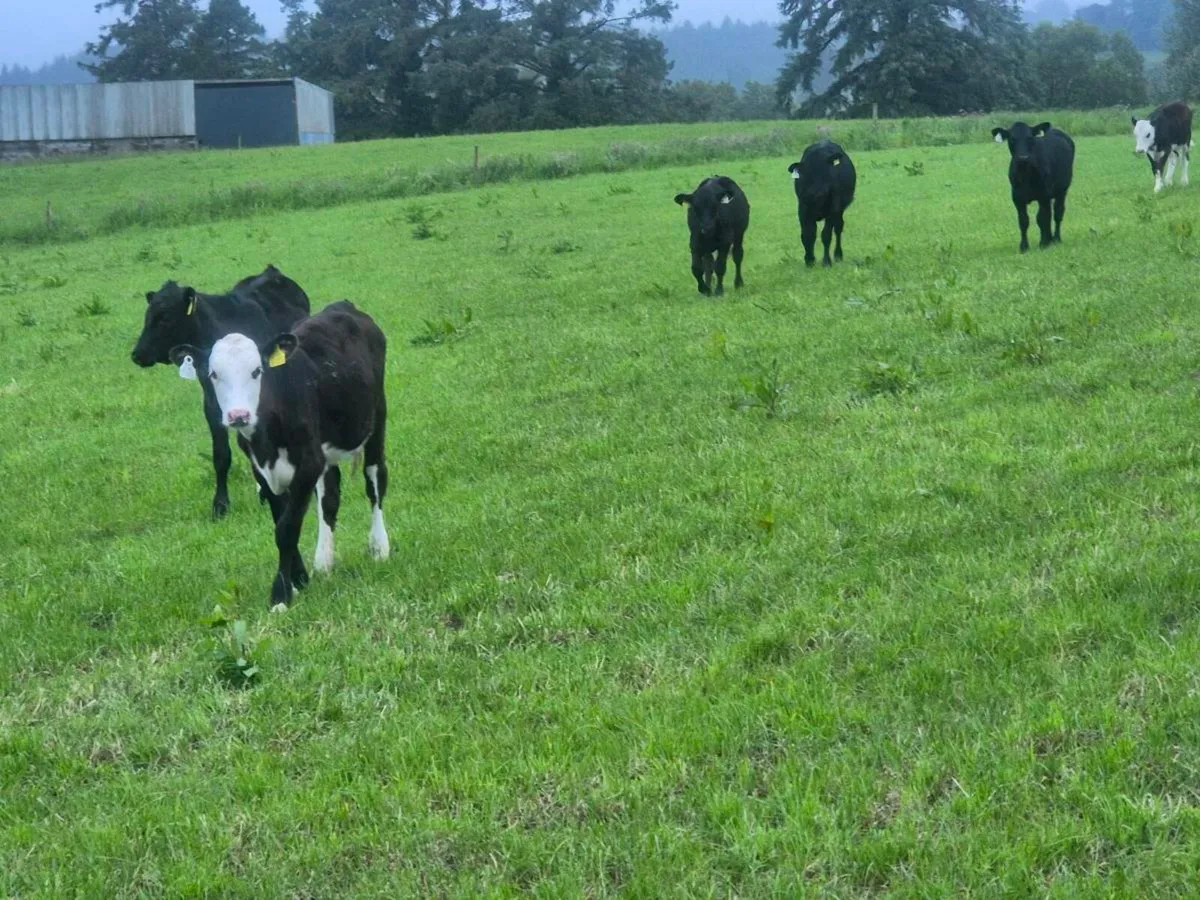 Calfs - Image 3