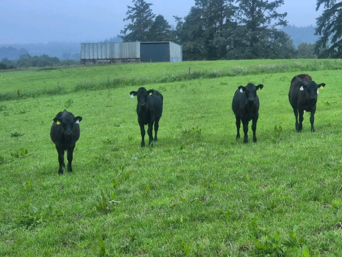 Calfs - Image 4