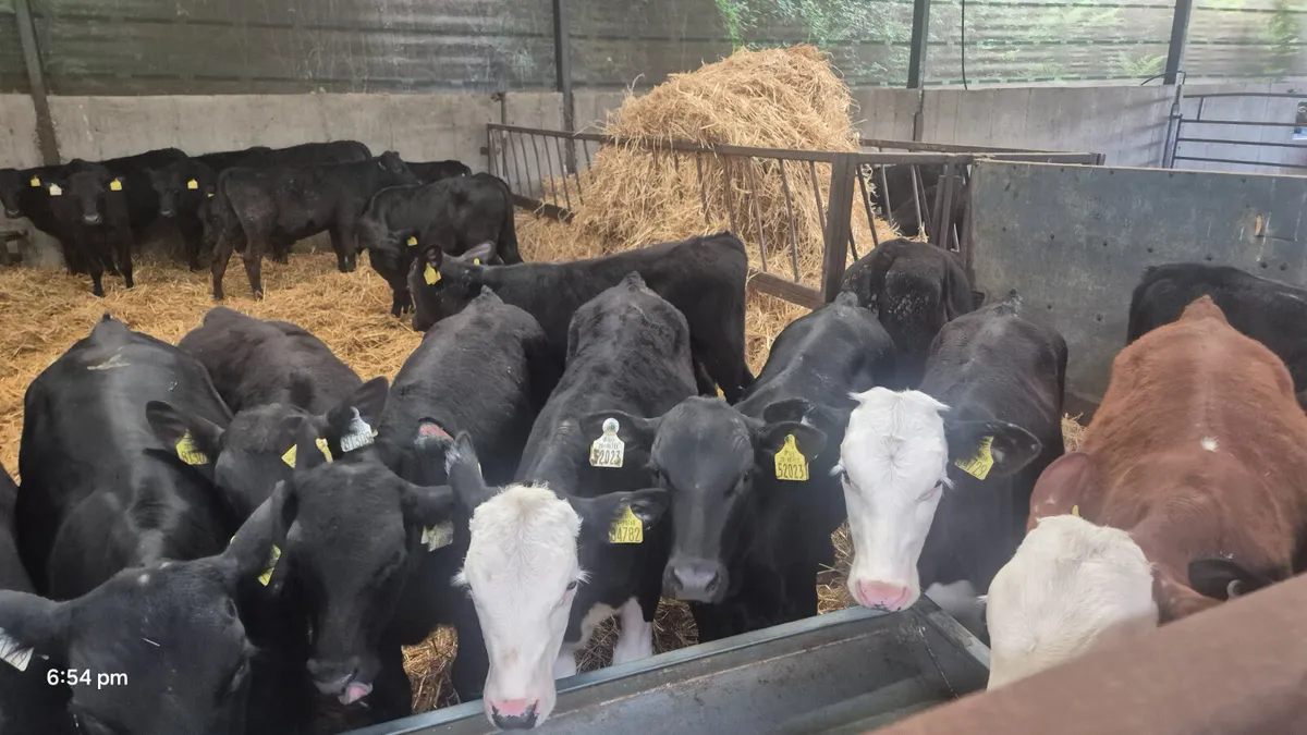 30 Aberdeen Angus/ Hereford bulls - Image 1