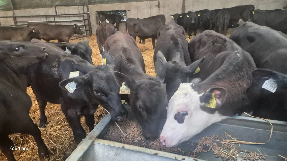30 Aberdeen Angus/ Hereford bulls - Image 4