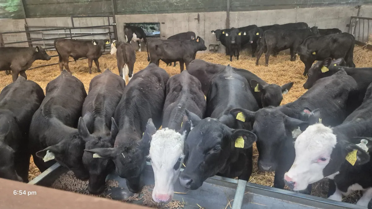 30 Aberdeen Angus/ Hereford bulls - Image 3