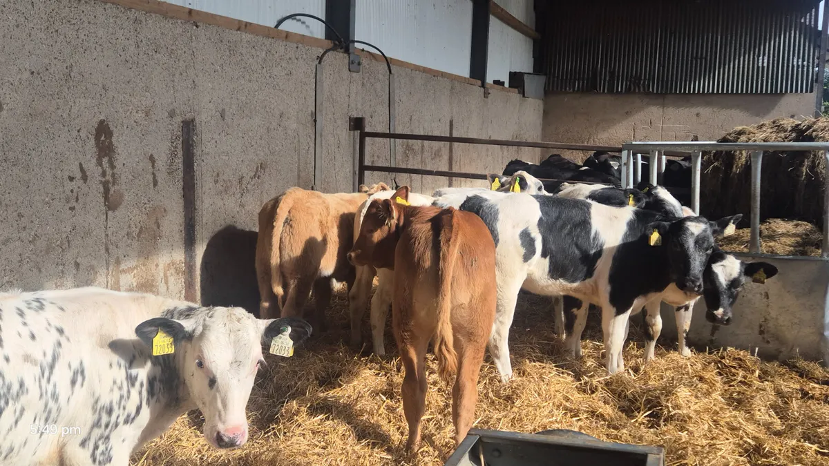 8 Top Of the Pops Continental heifers - Image 3