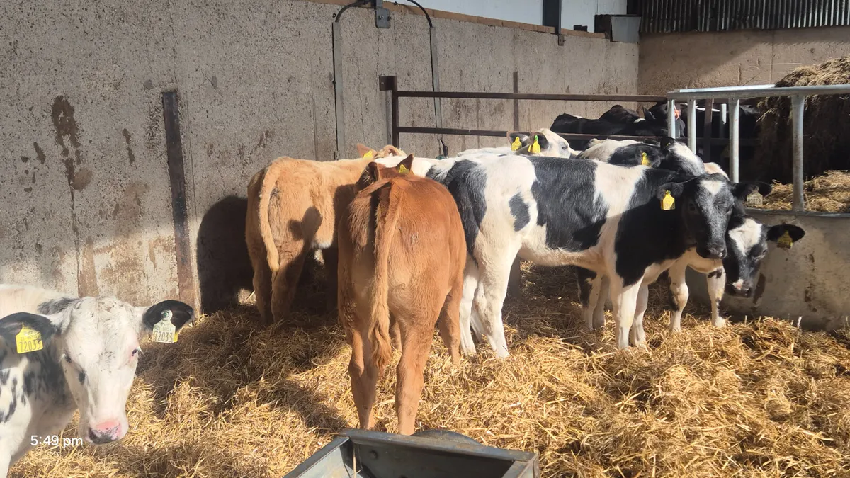 8 Top Of the Pops Continental heifers - Image 1