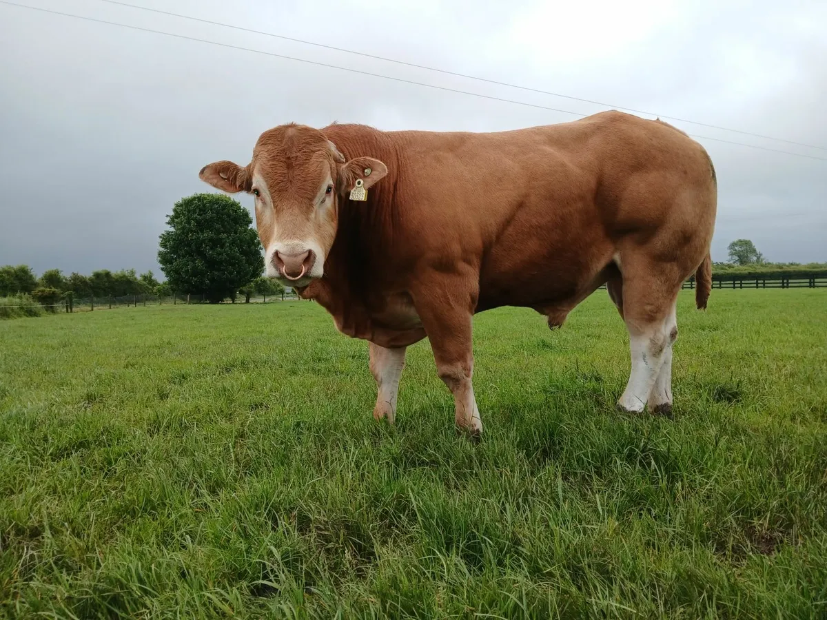Pure Bred Limousin Bull - Image 2