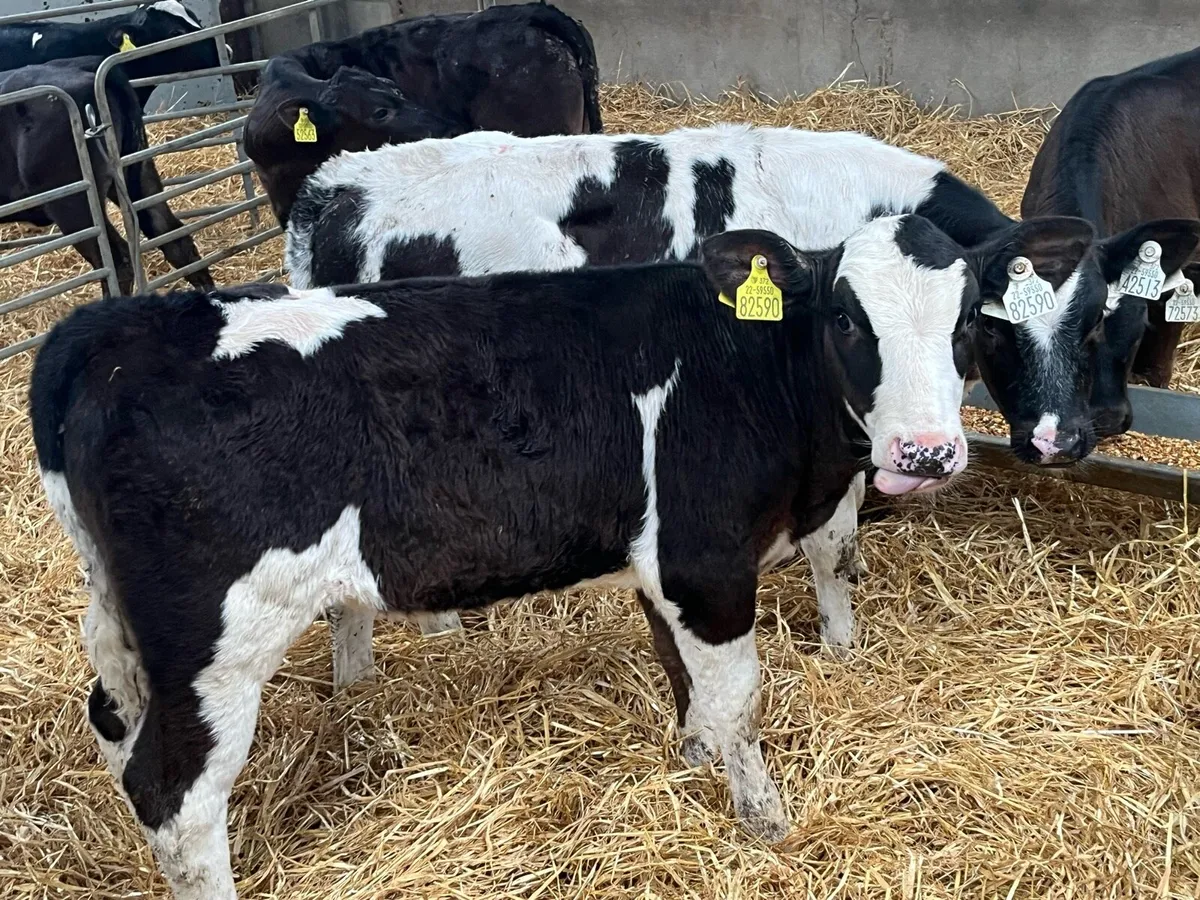 Super 150Kg Heifer Runners - Image 2