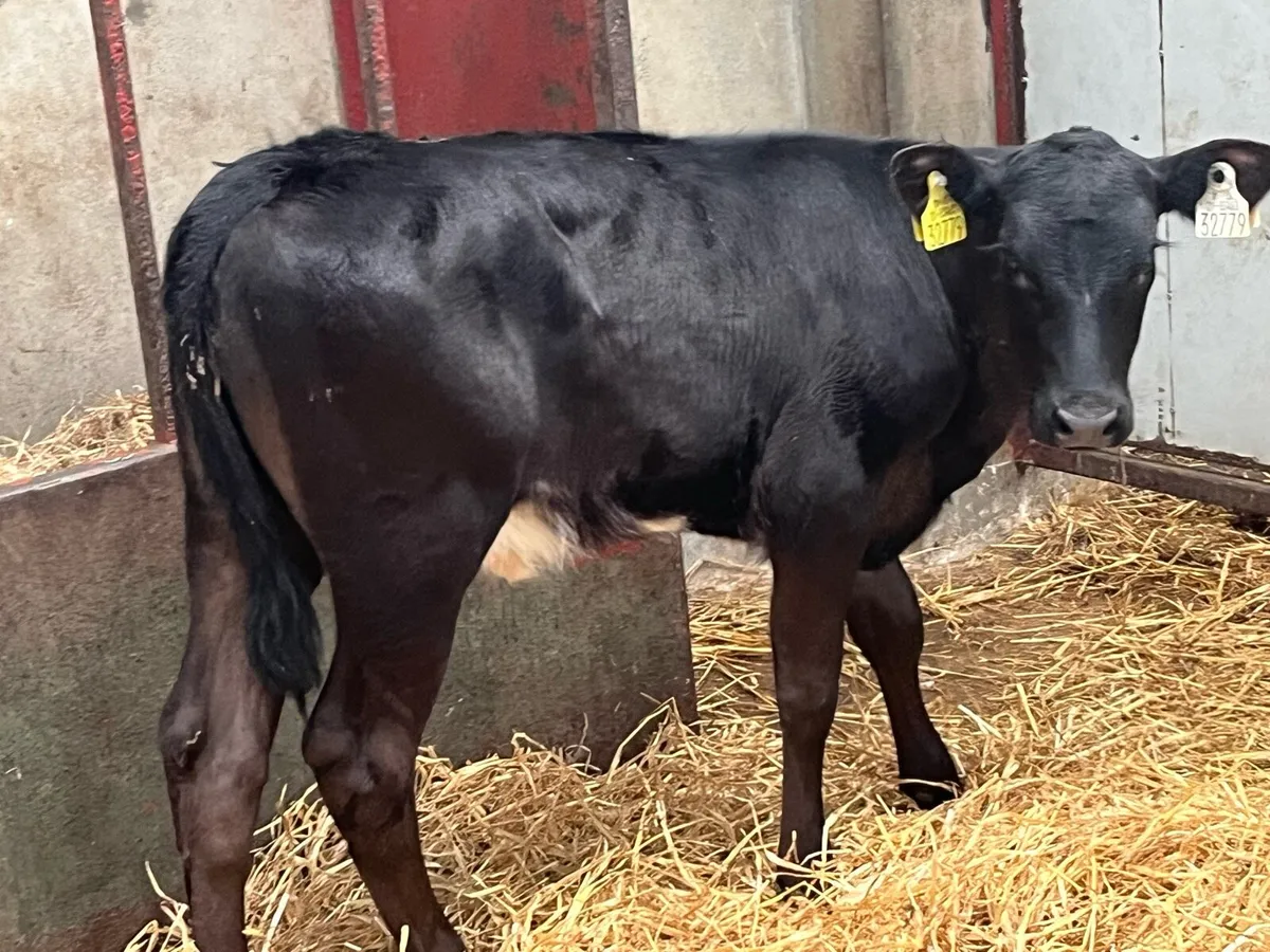 Super 150Kg Heifer Runners - Image 3