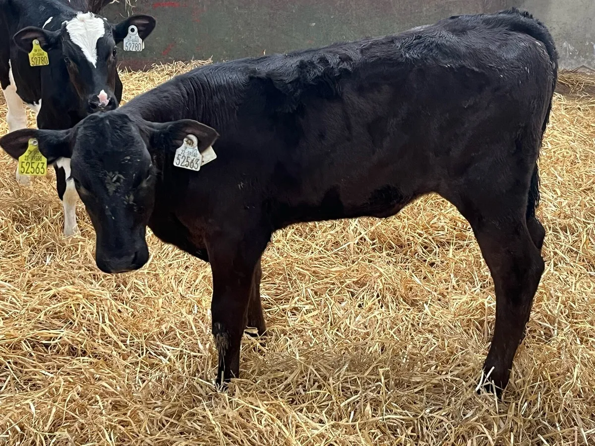 Super 150Kg Heifer Runners - Image 4