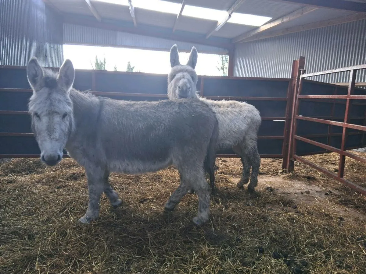 Pair of Donkeys - Image 1