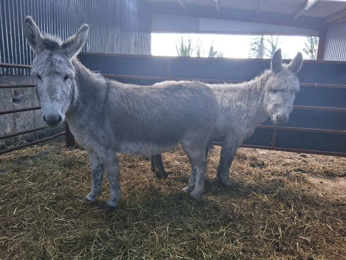 Pair of Donkeys - Image 2