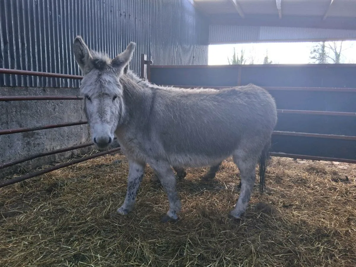 Pair of Donkeys - Image 3