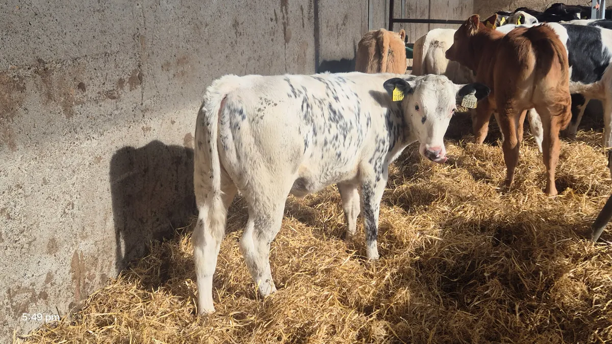 8 Top Of the Pops Continental heifers - Image 4