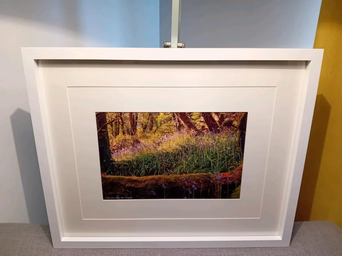 Curragh Woods, East Cork - Image 1