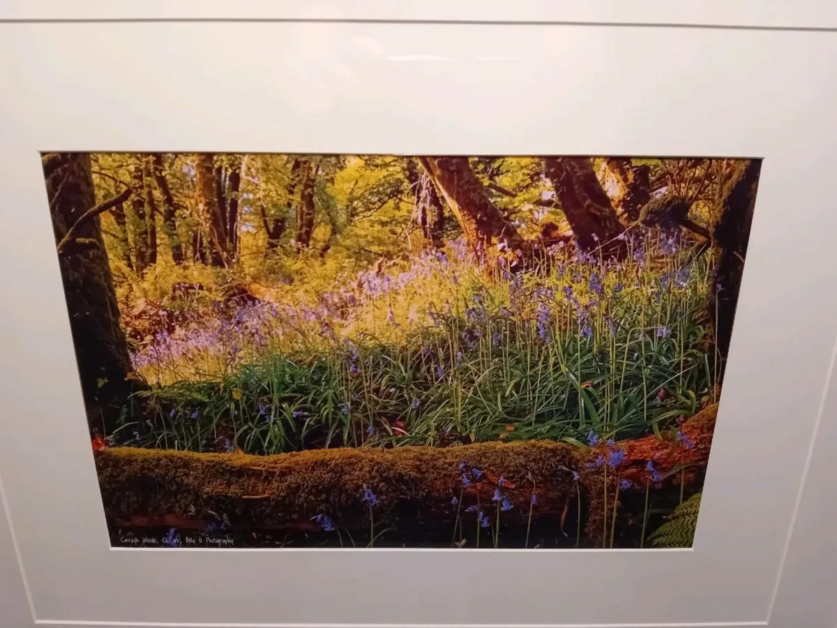 Curragh Woods, East Cork - Image 2