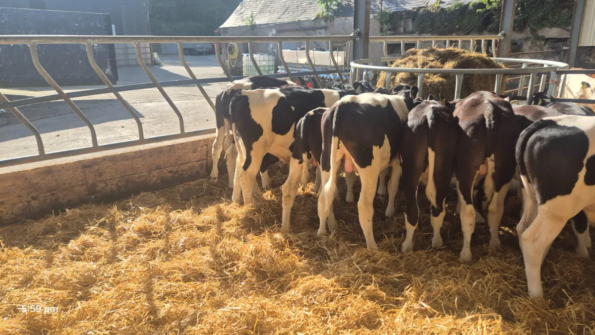 18 Super Friesian bull starters for sale - Image 3