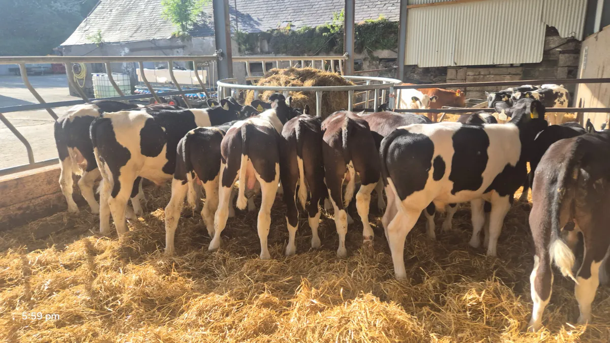18 Super Friesian bull starters for sale - Image 4