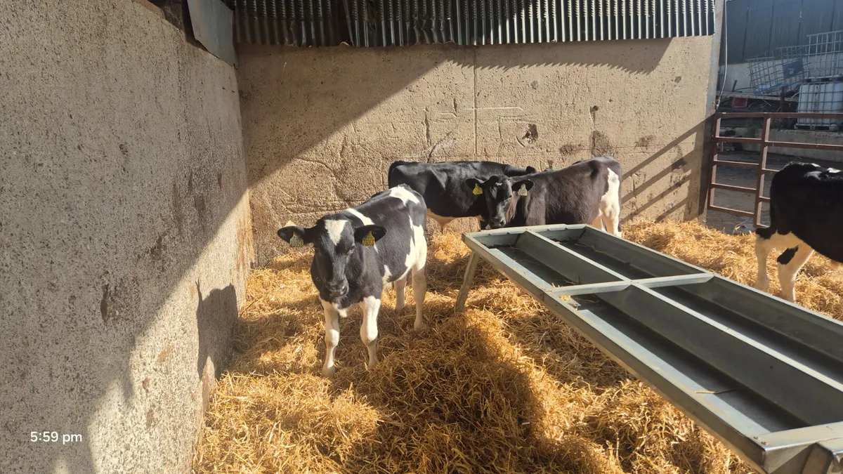 18 Super Friesian bull starters for sale - Image 1