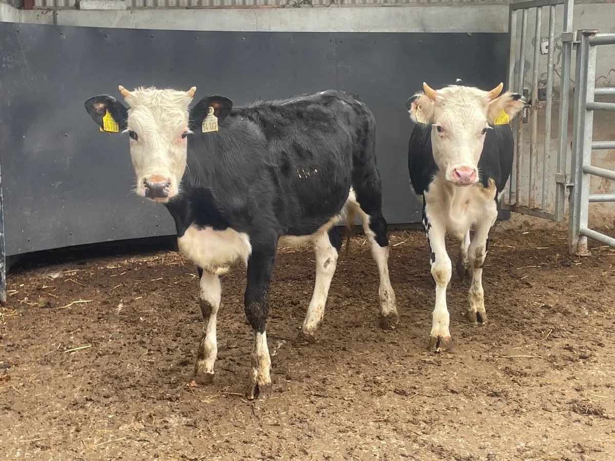 Two Hereford heifers - Image 2