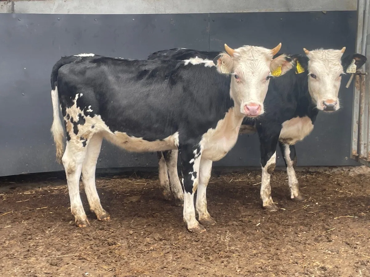 Two Hereford heifers - Image 1