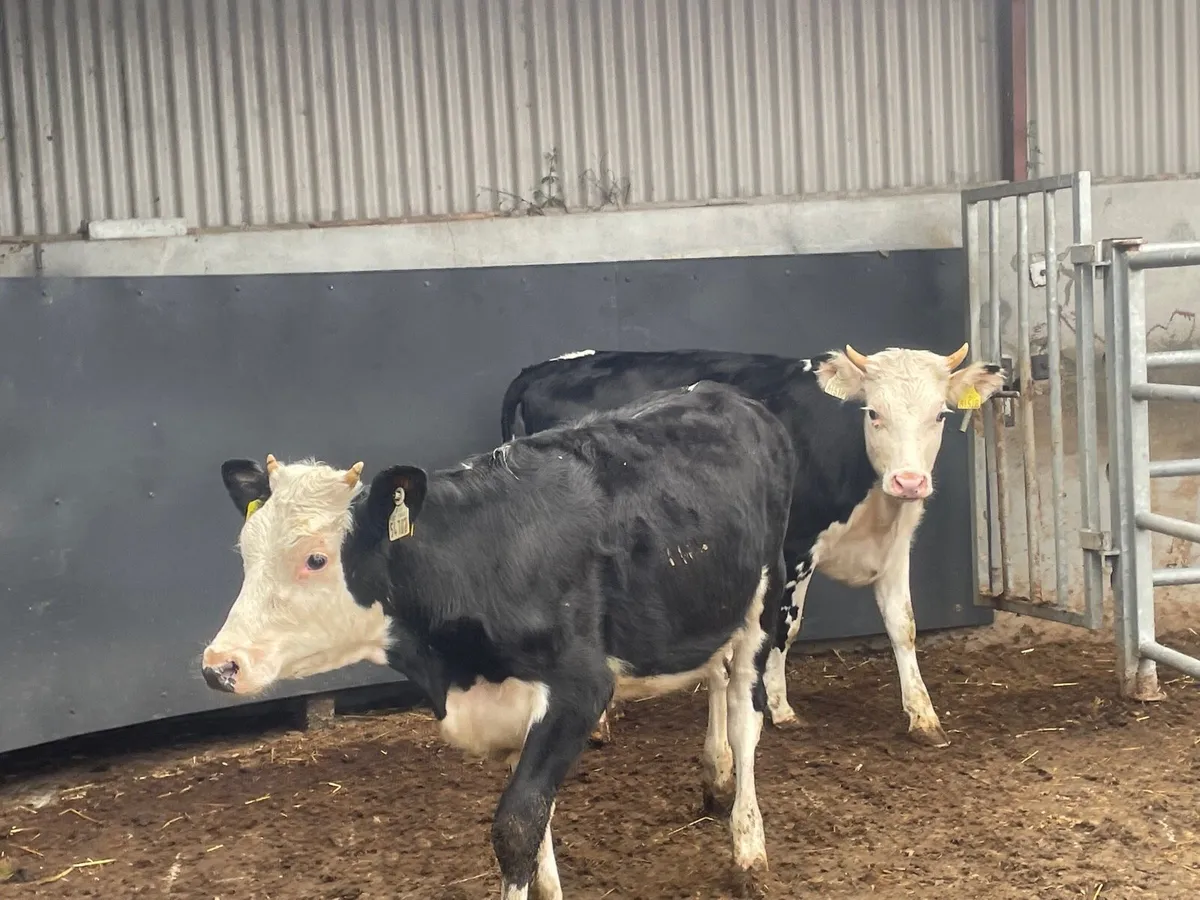 Two Hereford heifers - Image 4