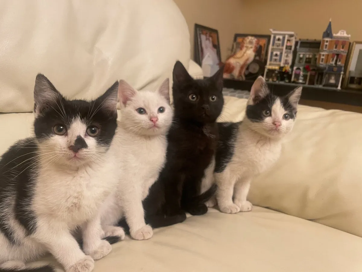 Kitten - Image 1