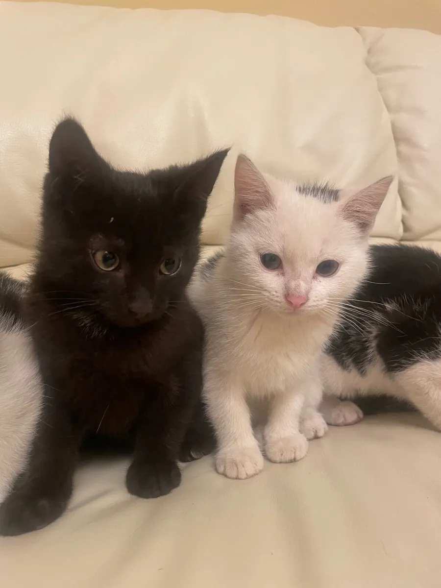 Kitten - Image 2