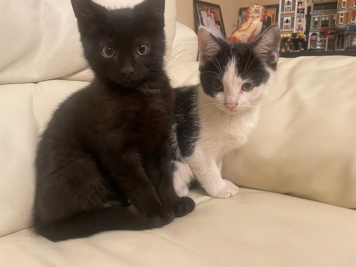 Kitten - Image 3