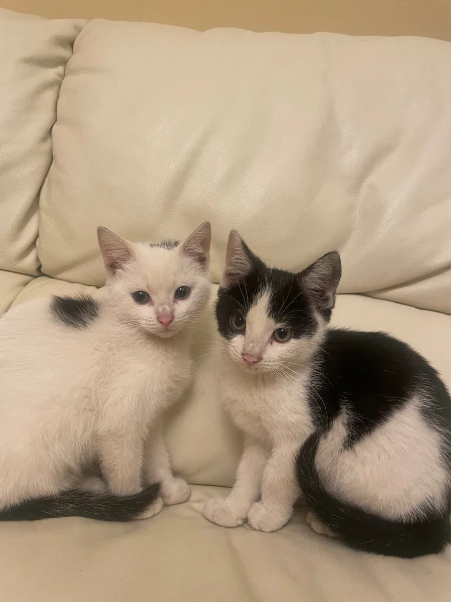 Kitten - Image 4