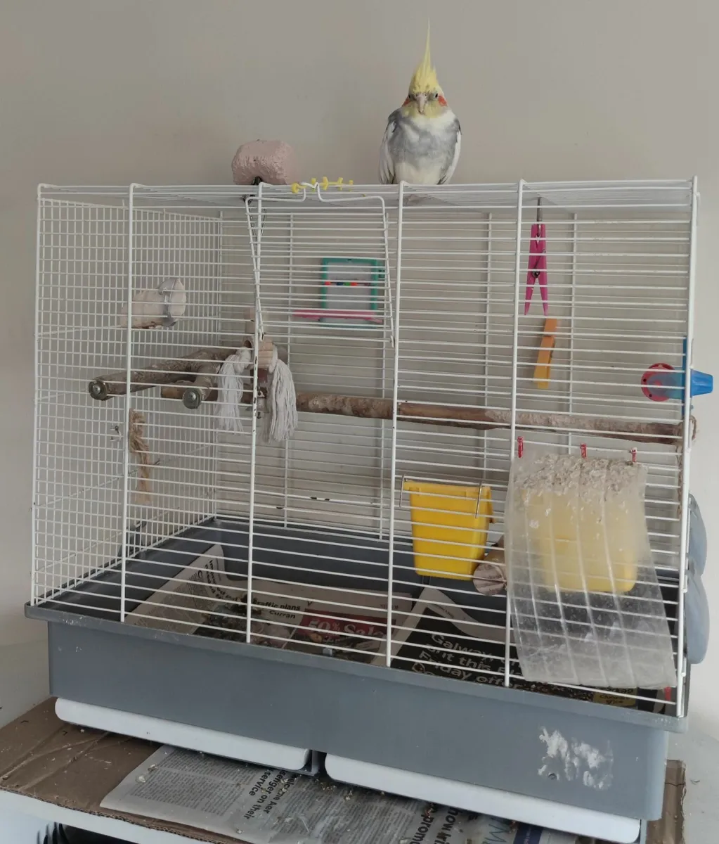 Pet - Image 4