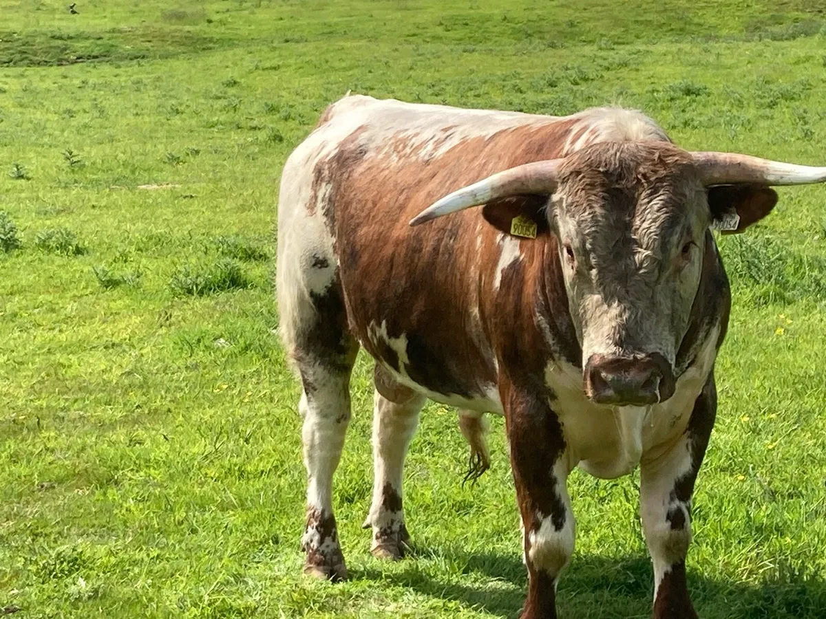 Longhorn Bulls - Image 1