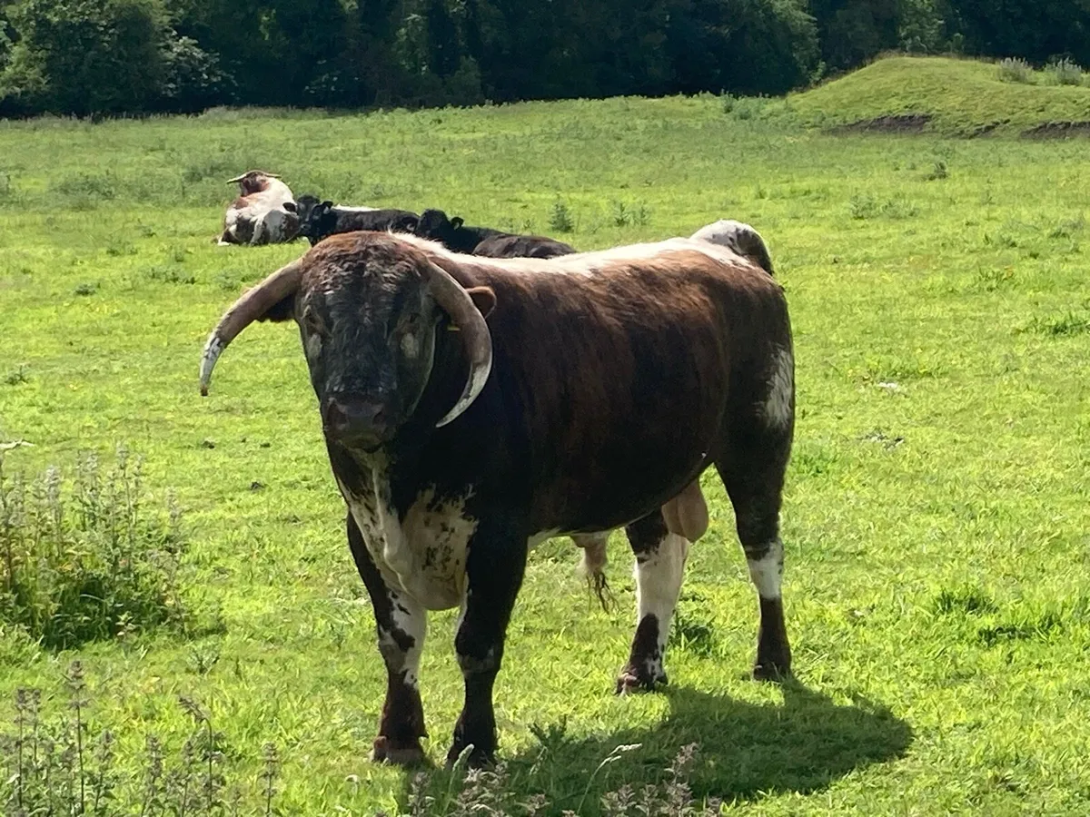 Longhorn Bulls - Image 2
