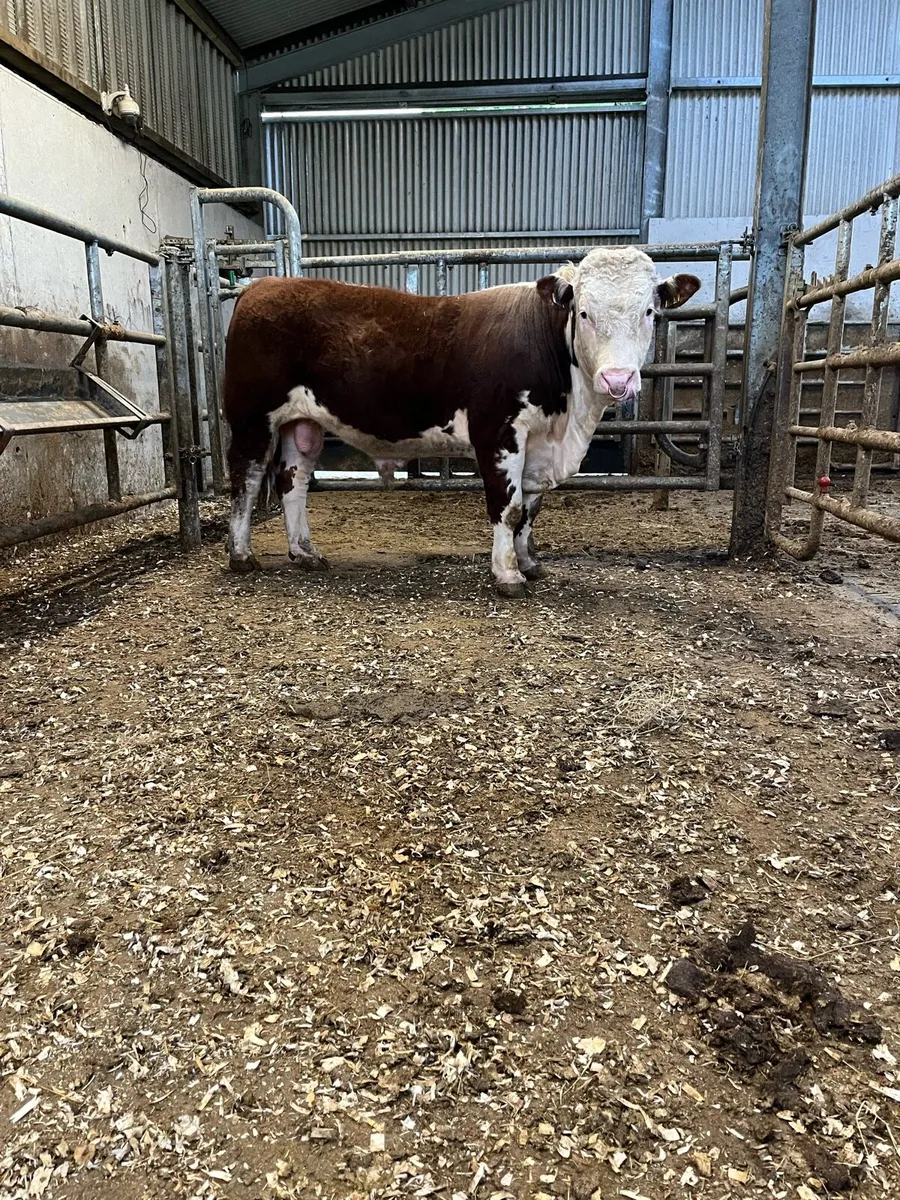 Hereford Bull 15 months - Image 1