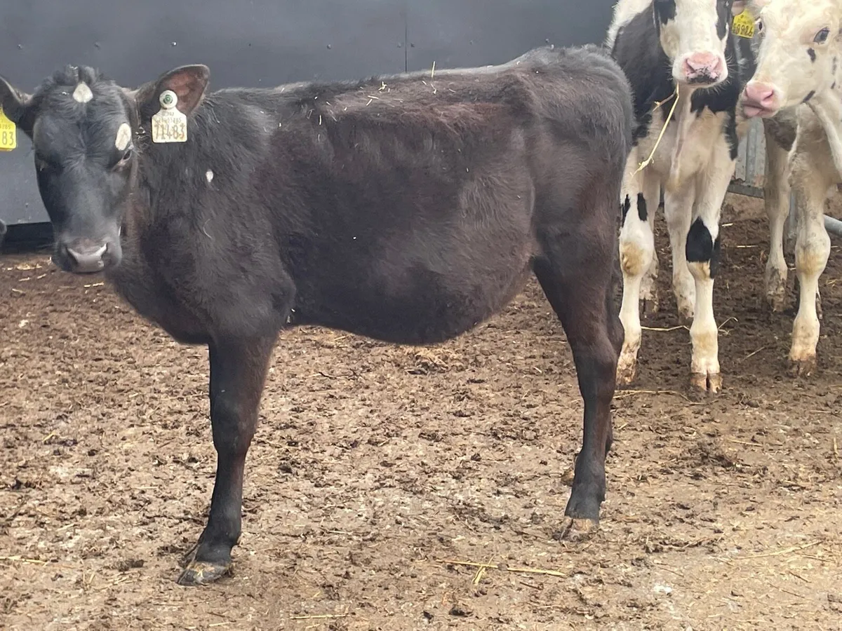 4 Angus & Freisan Weanlings for sale - Image 1