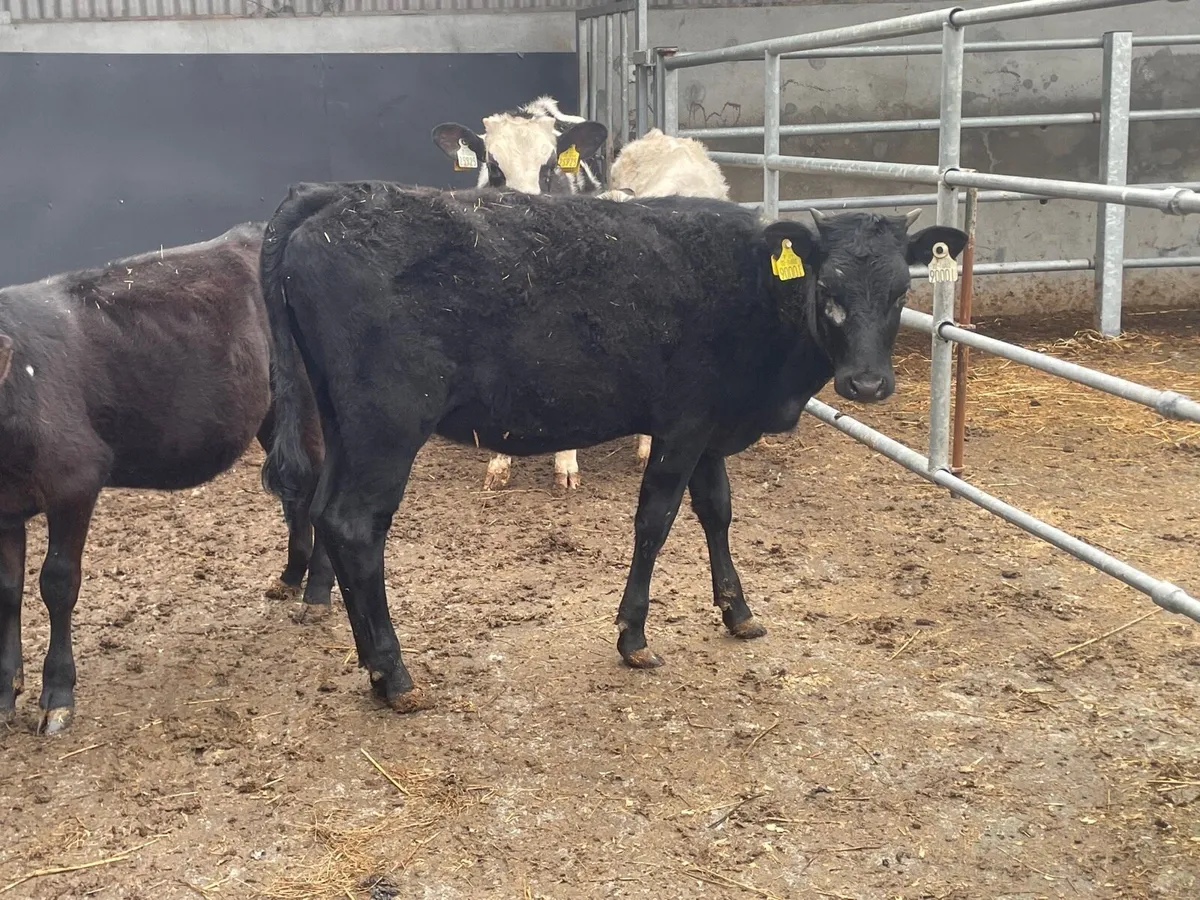 4 Angus & Freisan Weanlings for sale - Image 3