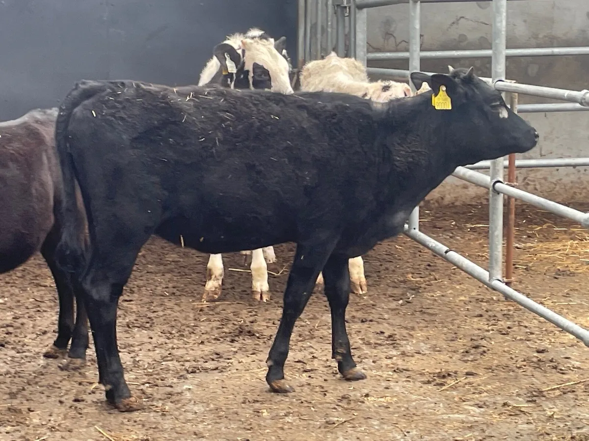 4 Angus & Freisan Weanlings for sale - Image 4