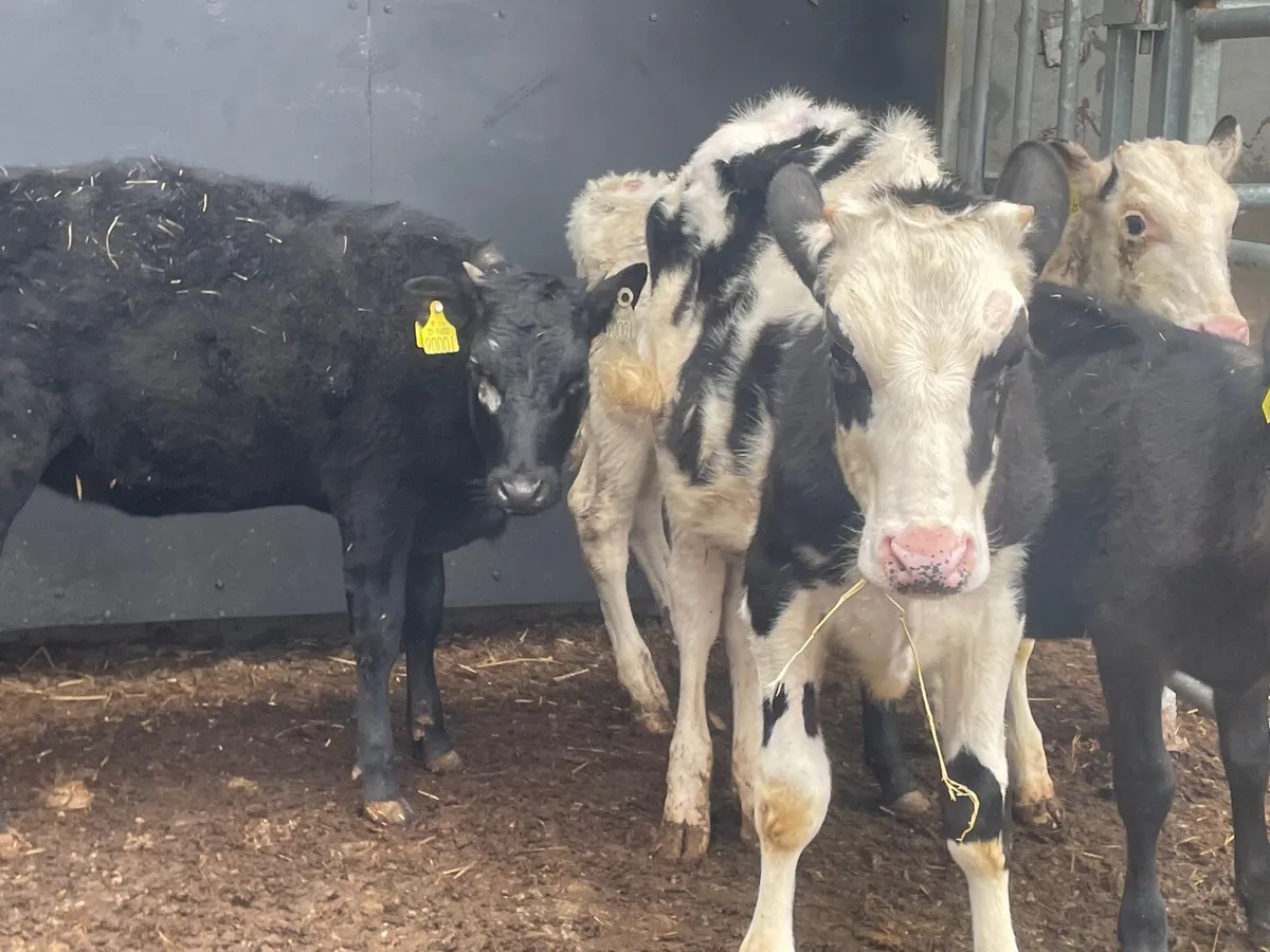 4 Angus & Freisan Weanlings for sale - Image 1