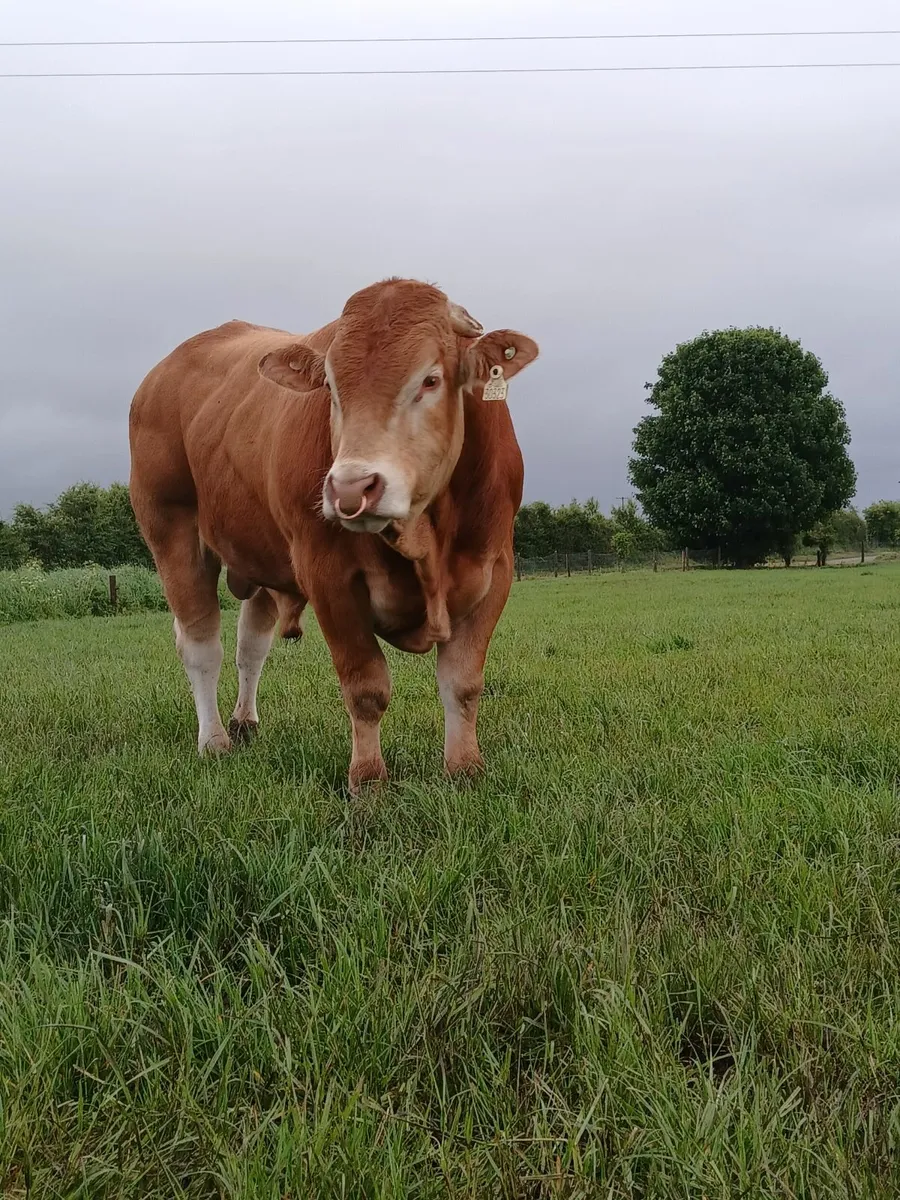 Pure Bred Limousin Bull - Image 3